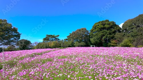 Cosmos field - Japan