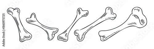 Stylized collection of various animal or human long bones depicted with simple black outlines, perfect for educational resources, science projects, or themed graphic designs.