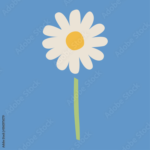 満開のデイジーの花のイラスト　カモミールやハーブ系のシンプルな花のイメージ