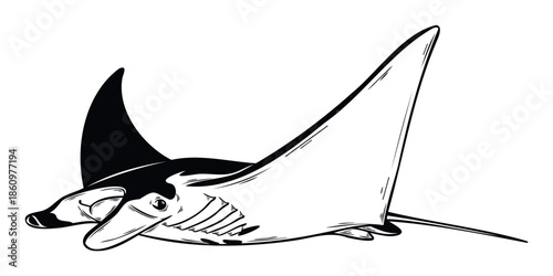 Majestic manta ray swimming gracefully through the ocean, a powerful marine animal perfect for aquatic conservation projects, educational graphics, and marine wildlife studies