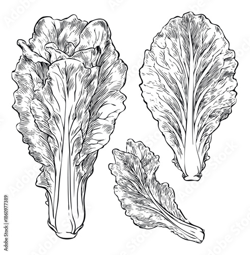 Fresh green leafy vegetables like bok choy or napa cabbage hand drawn in a vintage etched style perfect for kitchen decor or healthy food recipe books
