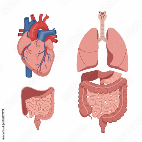 Detailed anatomical illustrations of human organs including heart, lungs, and stomach.