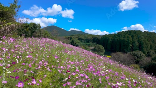 Cosmos field - Japan