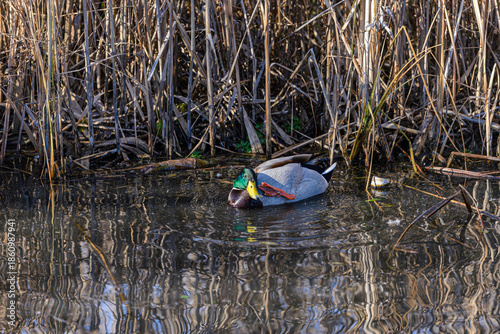 ducks in the lake