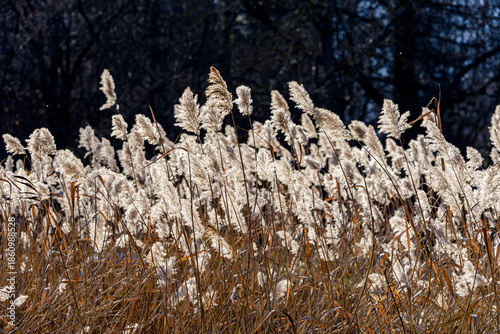 dry grass in the wind