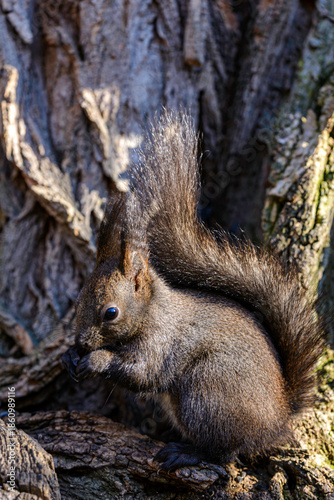 squirrel in the park