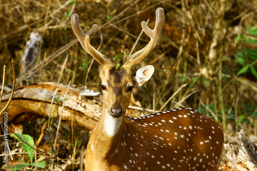 Image of spotted deer in natural habitat.