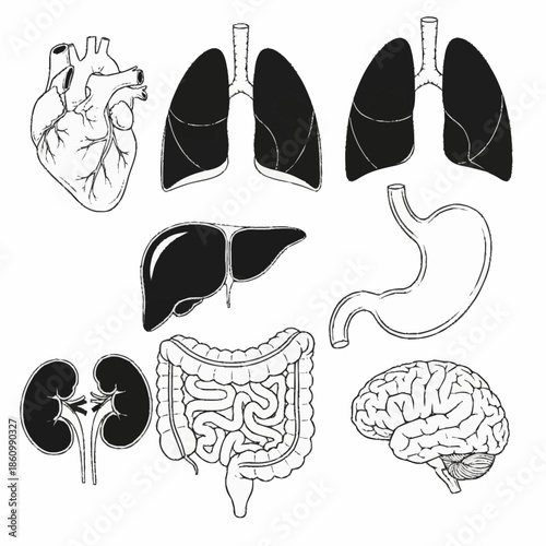 Detailed illustrations of human organs including heart, lungs, liver, stomach, kidneys, intestines, and brain.