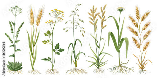 Detailed illustration of various plant species and wildflowers
