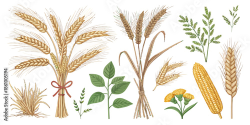 Variety of wheat and corn plants with green leaves
