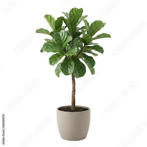 Fényképezés Ficus lyrata fiddle leaf fig tree in pot