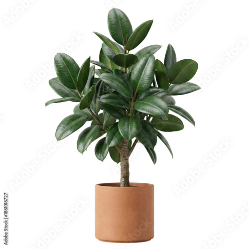 Fotografía Ficus elastica rubber plant in terracotta pot isolated