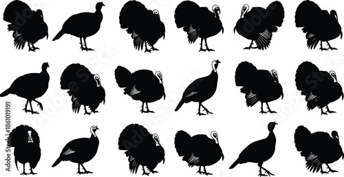 Turkey bird silhouettes set, black farm animal collection, Thanksgiving holiday symbol, poultry icons, agriculture nature graphic, cad drawing flat vector illustration