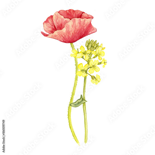 watercolor drawing flowers of red poppy and yellow raps, isolated at white background, wild flowering plants, hand drawn illustration