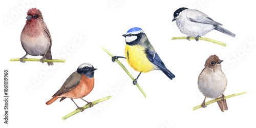 watercolor drawing set of sitting birds, songbirds, hand drawn illustration, isolated nature design elements