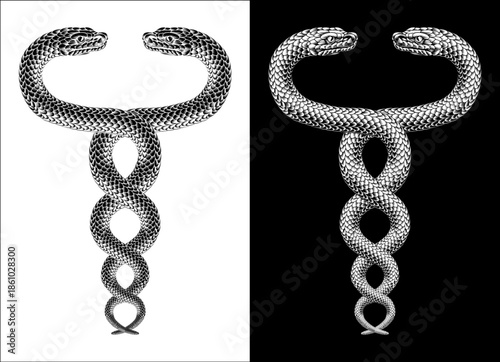 Two snakes coiled twin serpents, original illustration in a vintage woodcut engraving etching style.