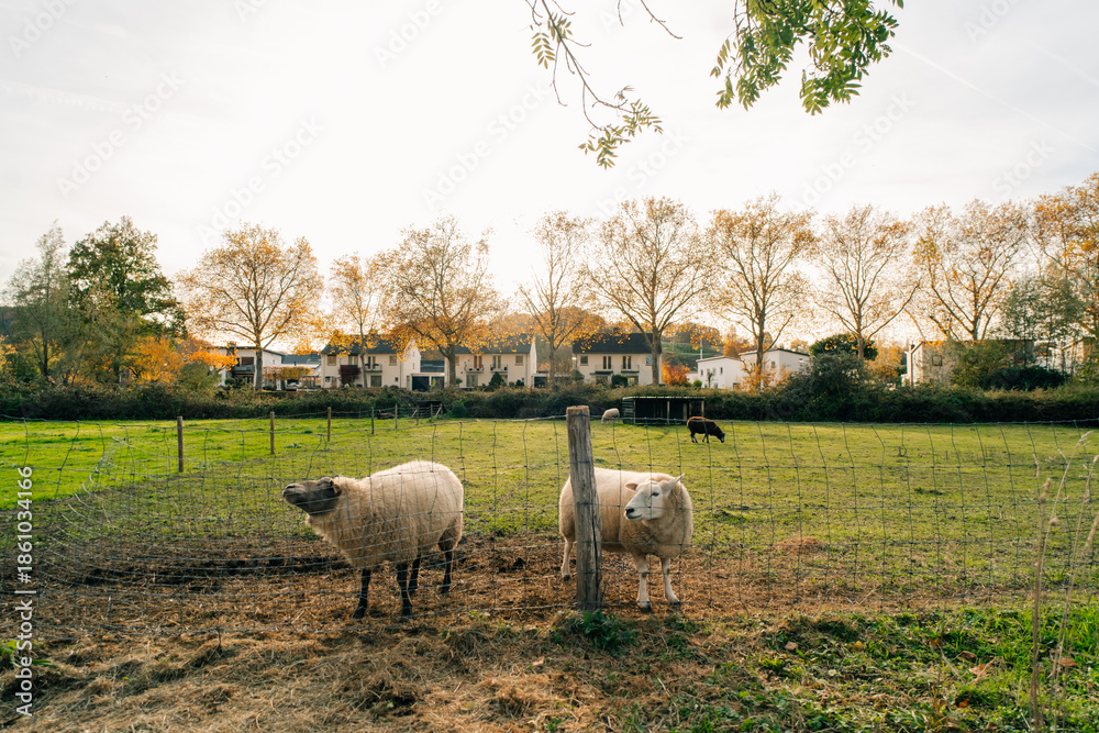 Fototapeta premium Closeup of brown sheep behind metal fencing outdoor at sunset in The Netherlands
