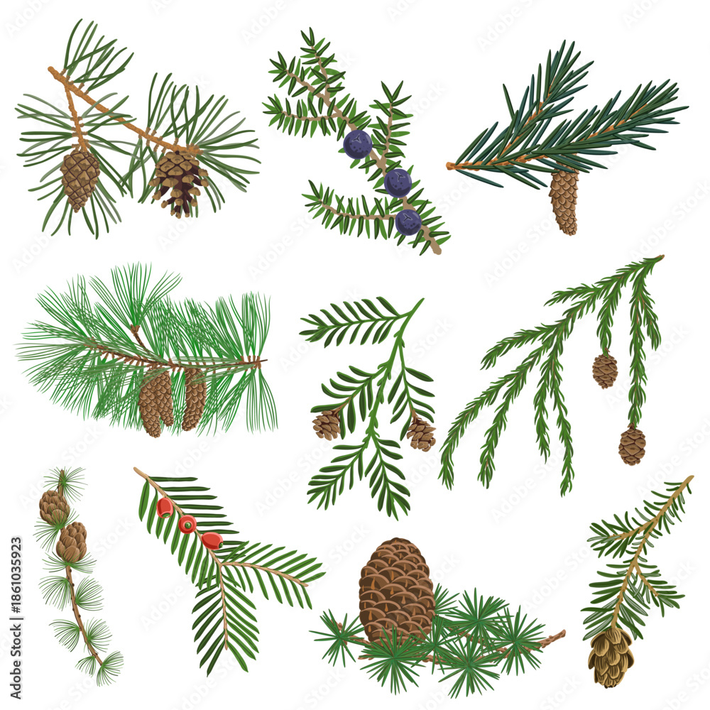 Naklejka premium vector drawing set of coniferous tree branches with cones and green needles isolated at white background, hand drawn illustration