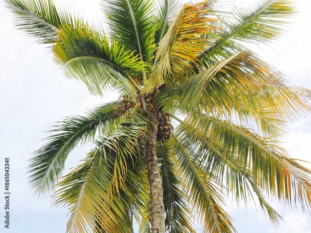 Fototapeta premium Close-Up of Coconut Palm Tree with Green and Yellow Fronds