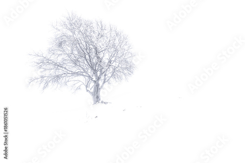 Photos Silhouette of European beech wrapped by fog and snow, fine art photography in th