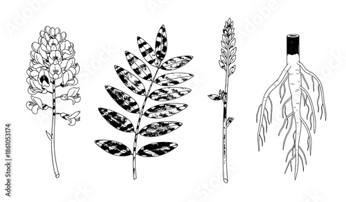 Licorice plant botanical vector set with flowers leaves and roots medicinal herb illustration