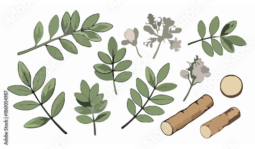 Hand drawn licorice medicinal herb vector illustration set isolated on white