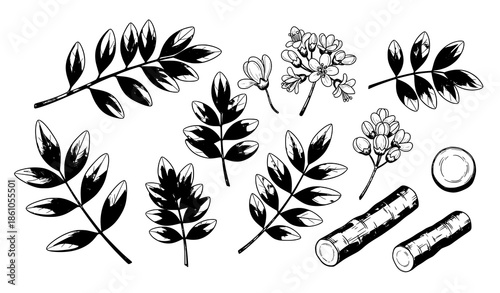 Hand drawn licorice medicinal herb vector illustration set isolated on white