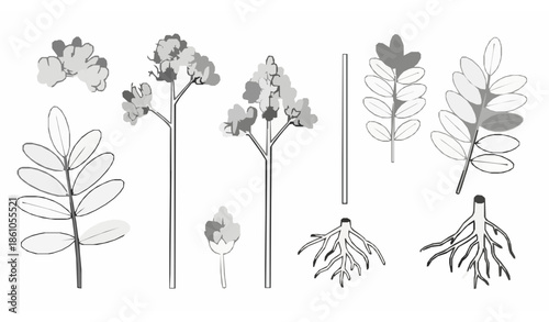 Minimal medicinal licorice plant line vector set with flowers and leaves on white
