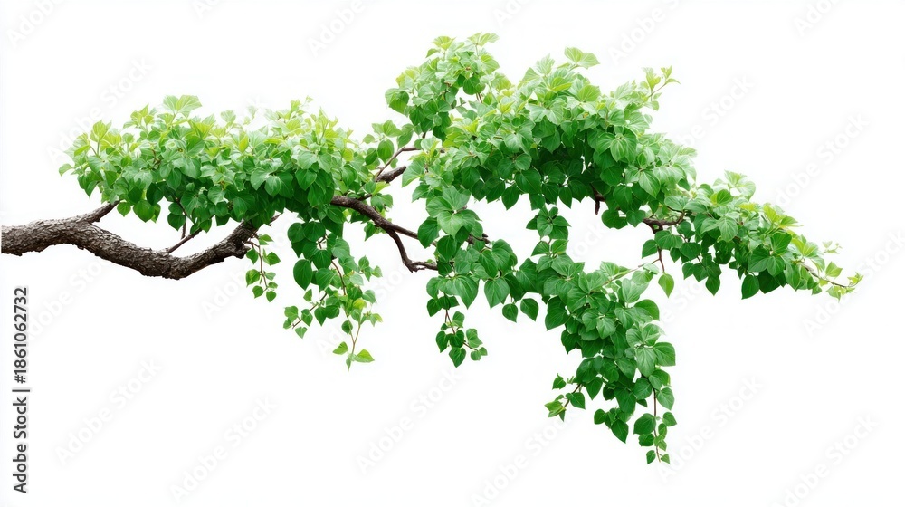 Fototapeta premium Green leaves and branches isolated on white background, perfect for design elements