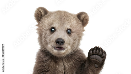 Adorable baby brown bear cub raising paw in a cute greeting gesture. isolated PNG with Transparent Background