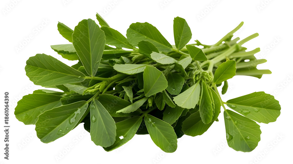 Obraz premium Pile of fresh methi fenugreek leaves bundle used for healthy cooking and herbal medicine. isolated PNG with Transparent Background