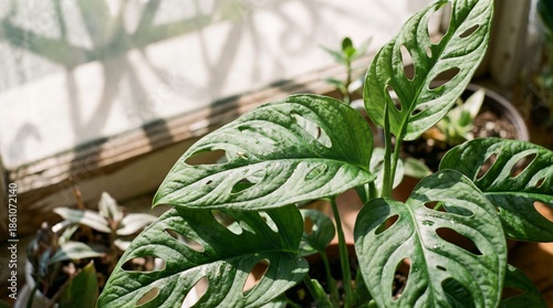Vibrant Green Monstera Leaves Bathed in Sunlight on a Windowsill with Decorative Shadows