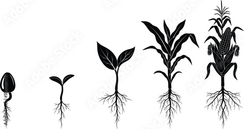 Plant growth stages silhouette illustration showing seed germination, sprout development, roots system and mature corn plant isolated on white background