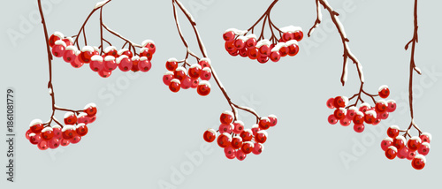 vector drawing rowan branches with red berries and snow in winter, natural background, hand drawn illustration