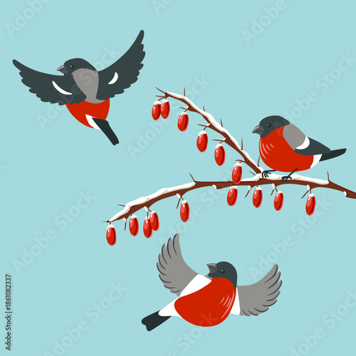 vector drawing birds, bullfinches at wild cornel branch with red berries and snow in winter, hand drawn wildlife illustration