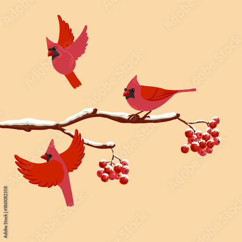 vector drawing bird, nothern cardinal at rowan branch with red berries and snow in winter, hand drawn wildlife illustration