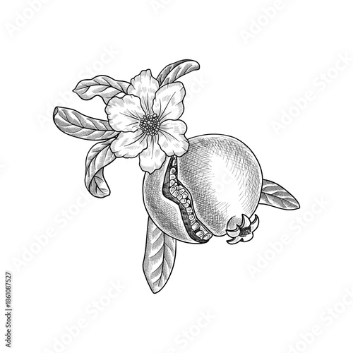 vector vintage drawing tree branch with pomegranate flower, fruit and leaves isolated at white background, hand drawn illustration