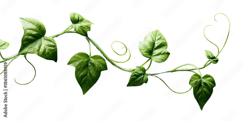 Obraz premium Vibrant green ivy vine with fresh glossy leaves and delicate tendrils, isolated on a black background Concept of nature, growth, organic design, and natural border element