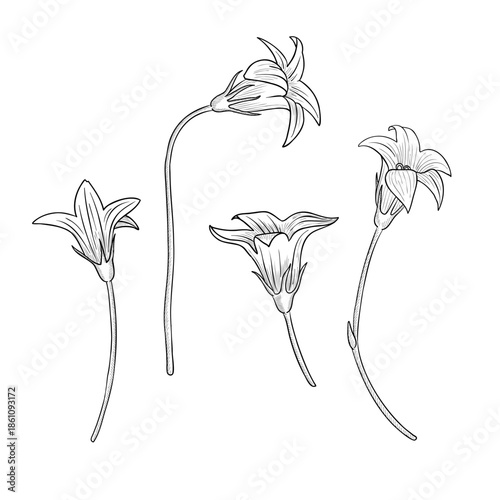 vector drawing flowers, spreading bells, vintage style elements isolated at white background, hand drawn illustration