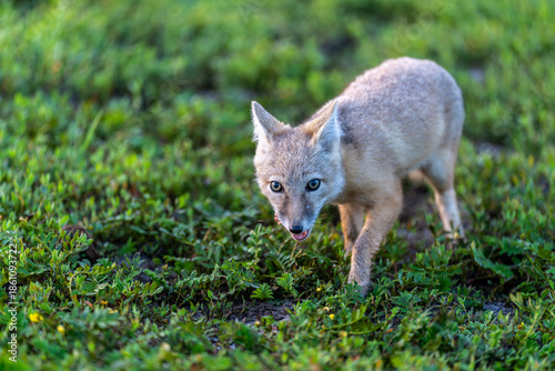 The sand foxes in the summer grassland