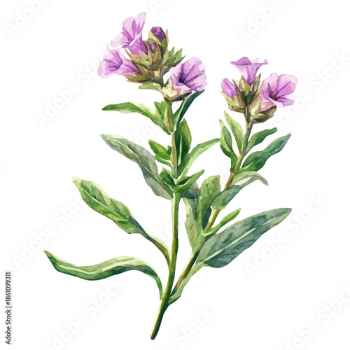 Minimal yet artistic elements for creative designs. hand-drawn paint, Simple Illustration, A beautiful painting of wood betony plant, EPS format, isolated on a white background