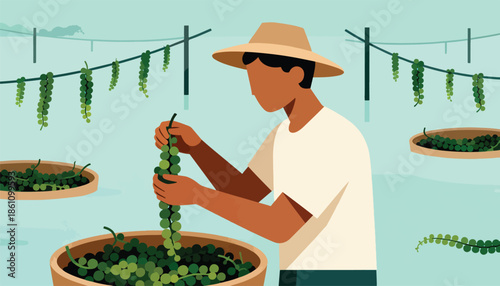 Farmer harvesting fresh green pepper from vines in a field