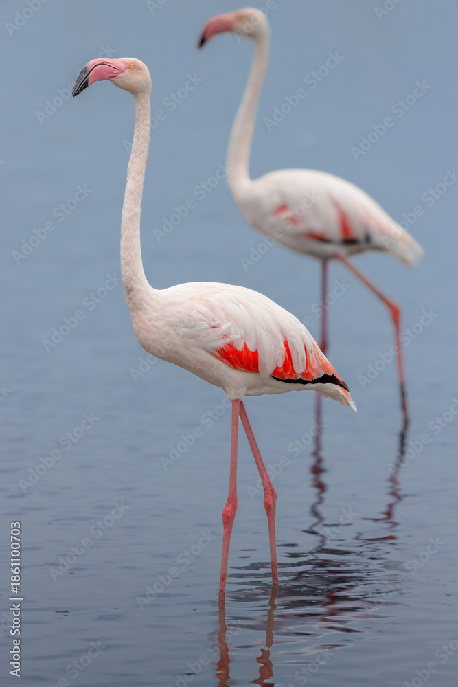Fototapeta premium Greater flamingos (Phoenicopterus roseus) standing in a lagoon in the Camargue, France.