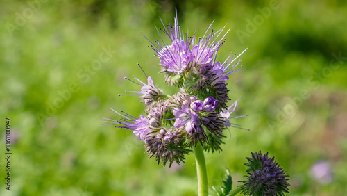 Phacelia. A flower. The purple flower of the Aquarius family. A wild flowering plant.
