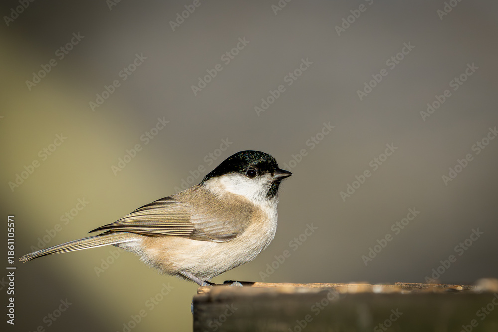 Fototapeta premium Sumpfmeise an der Futterstelle