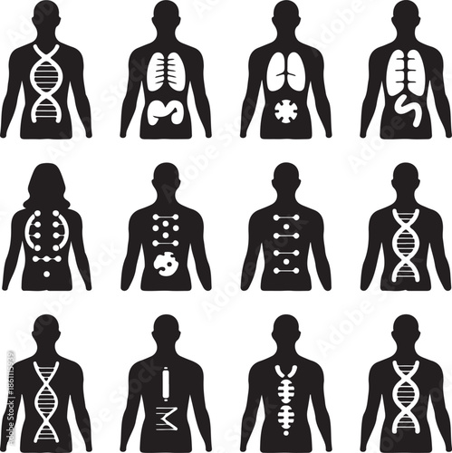 Human body anatomy silhouettes with internal organs and skeletal system