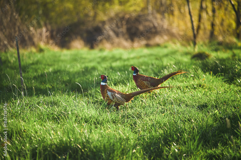 Fototapeta premium Vibrant male pheasants on green grass in open field