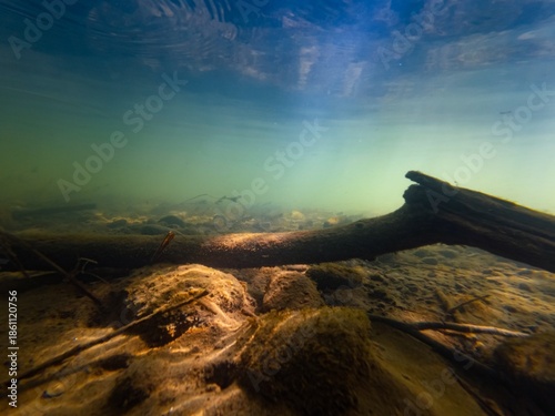 driftwood tree flood aquascape, organic silt litter, sand alluvium sediment on pebble substrate, green algae on stone, surface wave reflection, sun ray shine in shallow murky river Uzh, Uzhhorod city