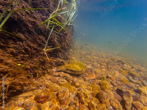 Canvas Print willow tree root and marsh grass plant in riverbank, organic litter, sand silt s