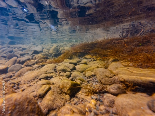 willow tree root in Uzh river riverbank filter organic matter, sand silt litter sediment, green algae on pebble stone substrate bottom, sunshine surface wave reflection, shallow murky water, Uzhhorod